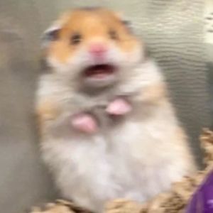 Meet your Posher, Gabriela